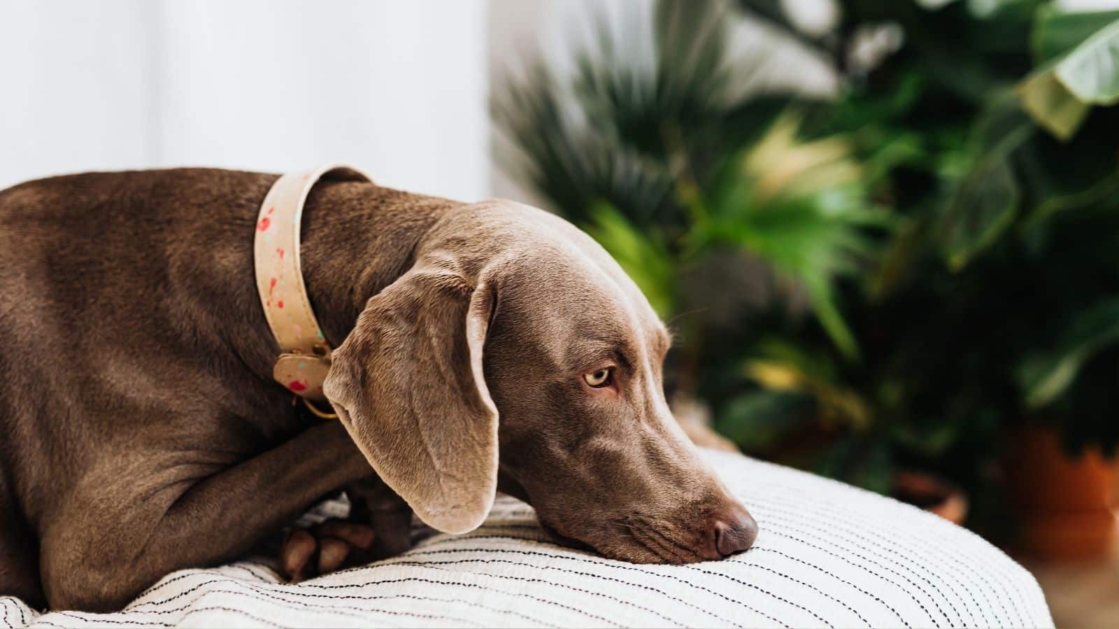 Hipercolesterolemia em cachorro: sintomas e tratamentos