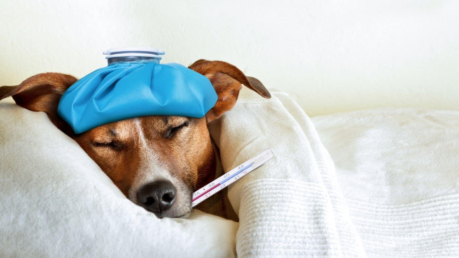 Saiba como cuidar de um cachorro com febre