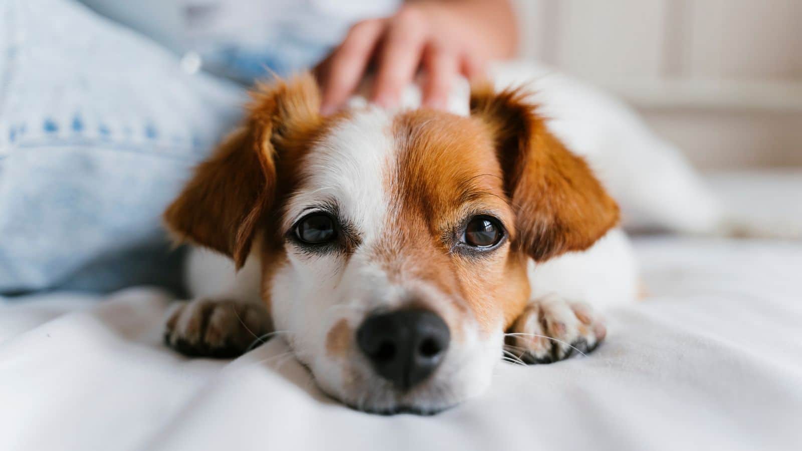 Arritmia sinusal em cachorro: entenda o que é e como tratar