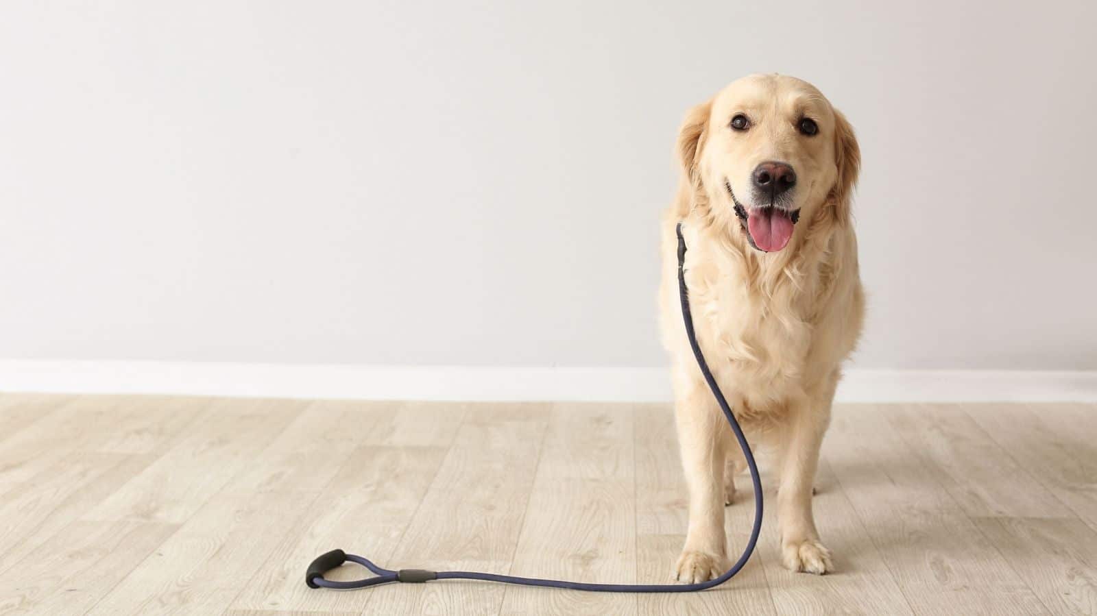 Fosfatase em cães: o que significa e como cuidar da saúde do seu pet