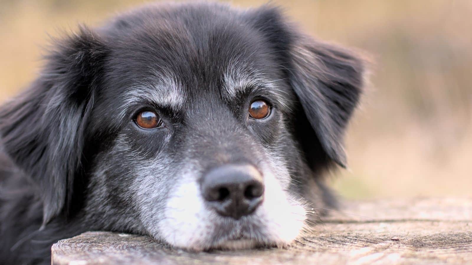 Pressão alta em cães: sintomas, causas e como a fisioterapia pode ajudar