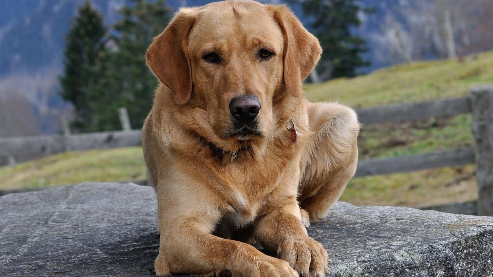 Cachorro com Anemia: sintomas e causas