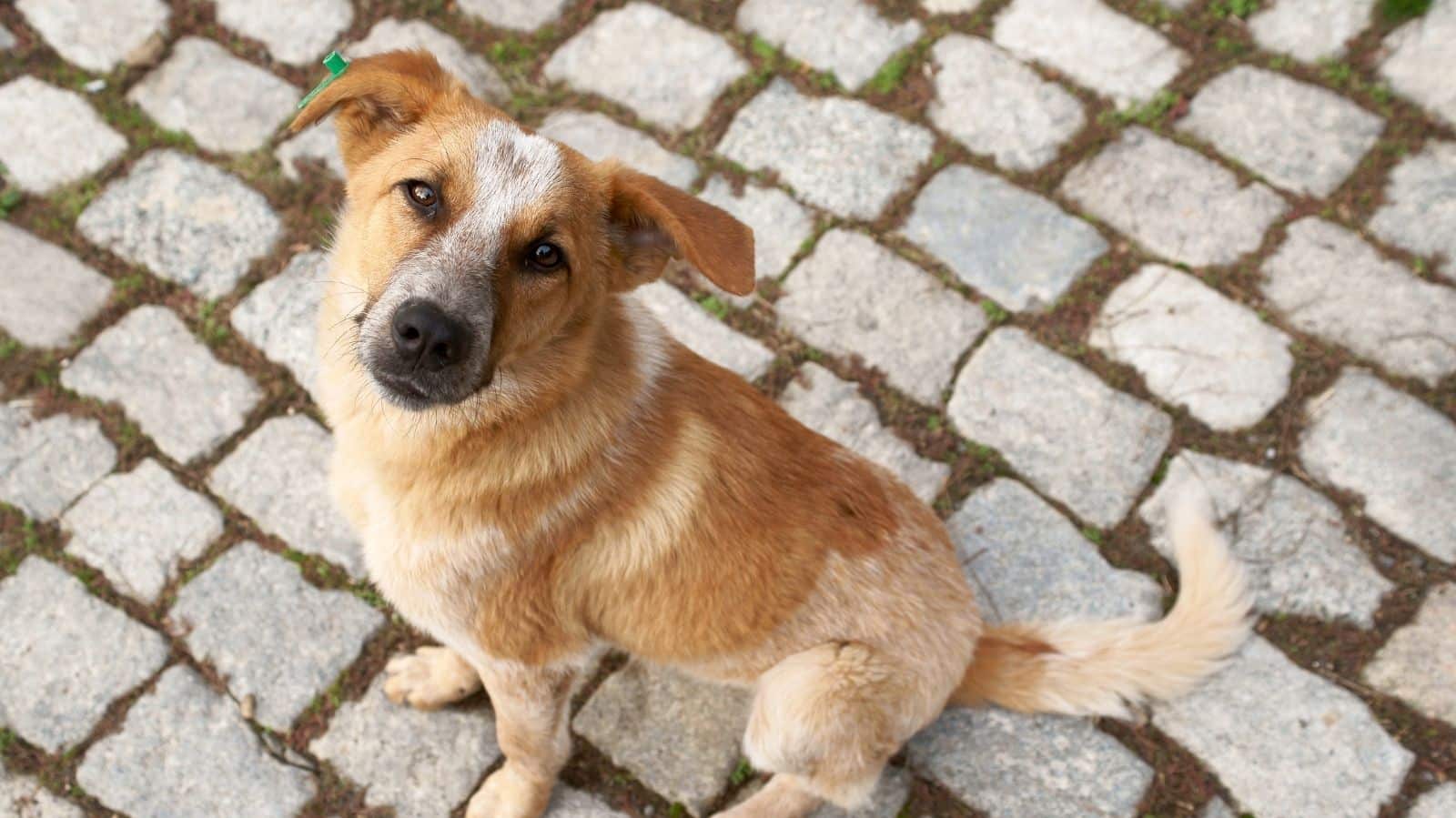 Displasia em cachorro: como identificar e tratar o problema
