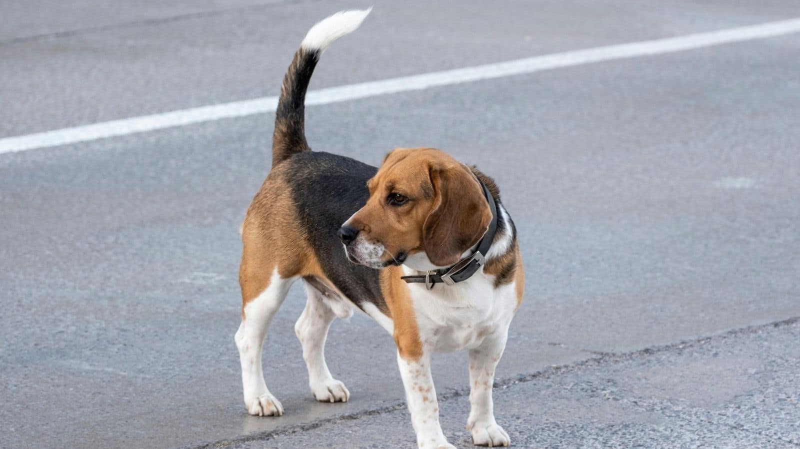 síndrome da cauda equina em cachorro