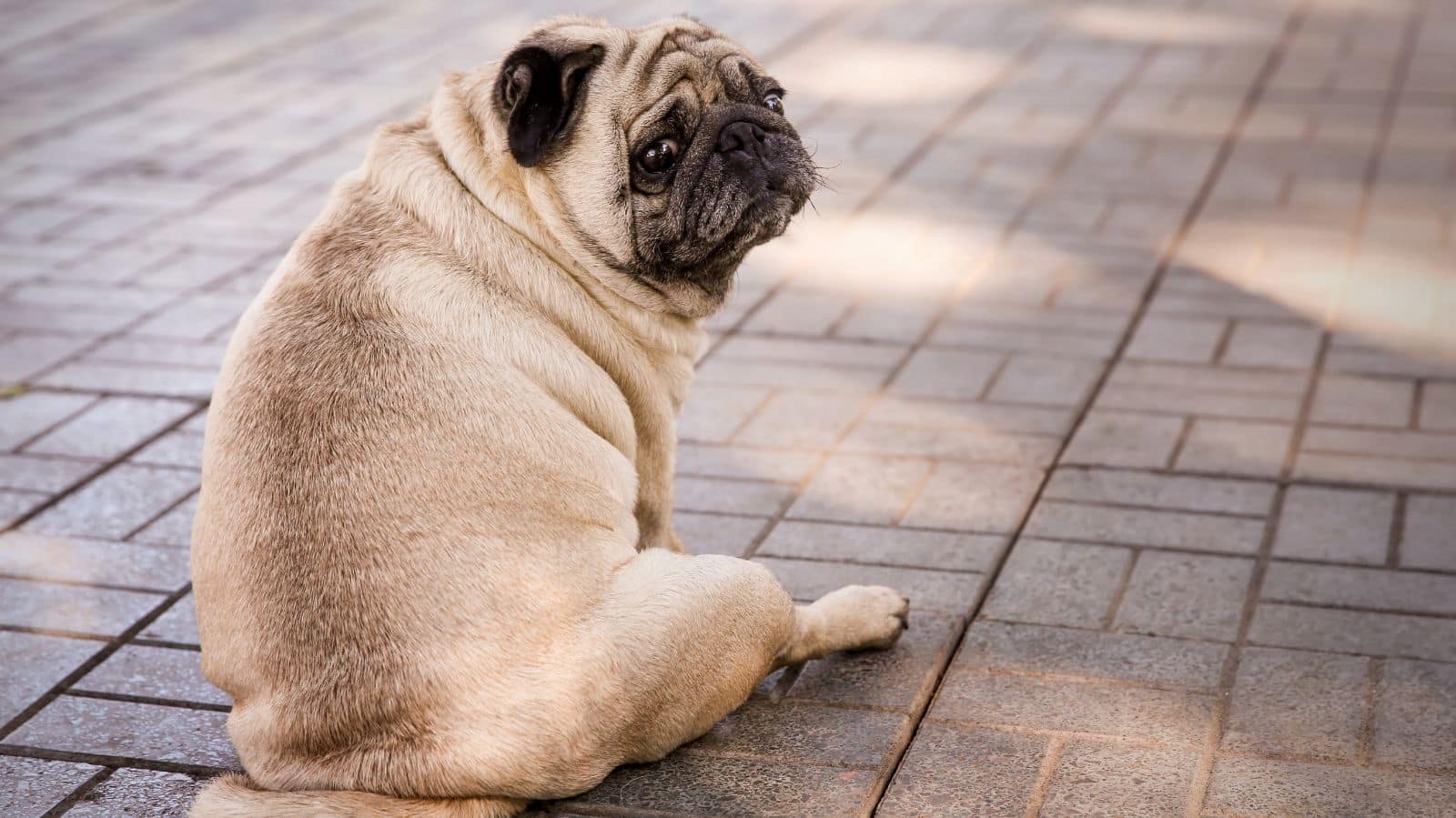 Cachorro com fratura na coluna: entenda como cuidar
