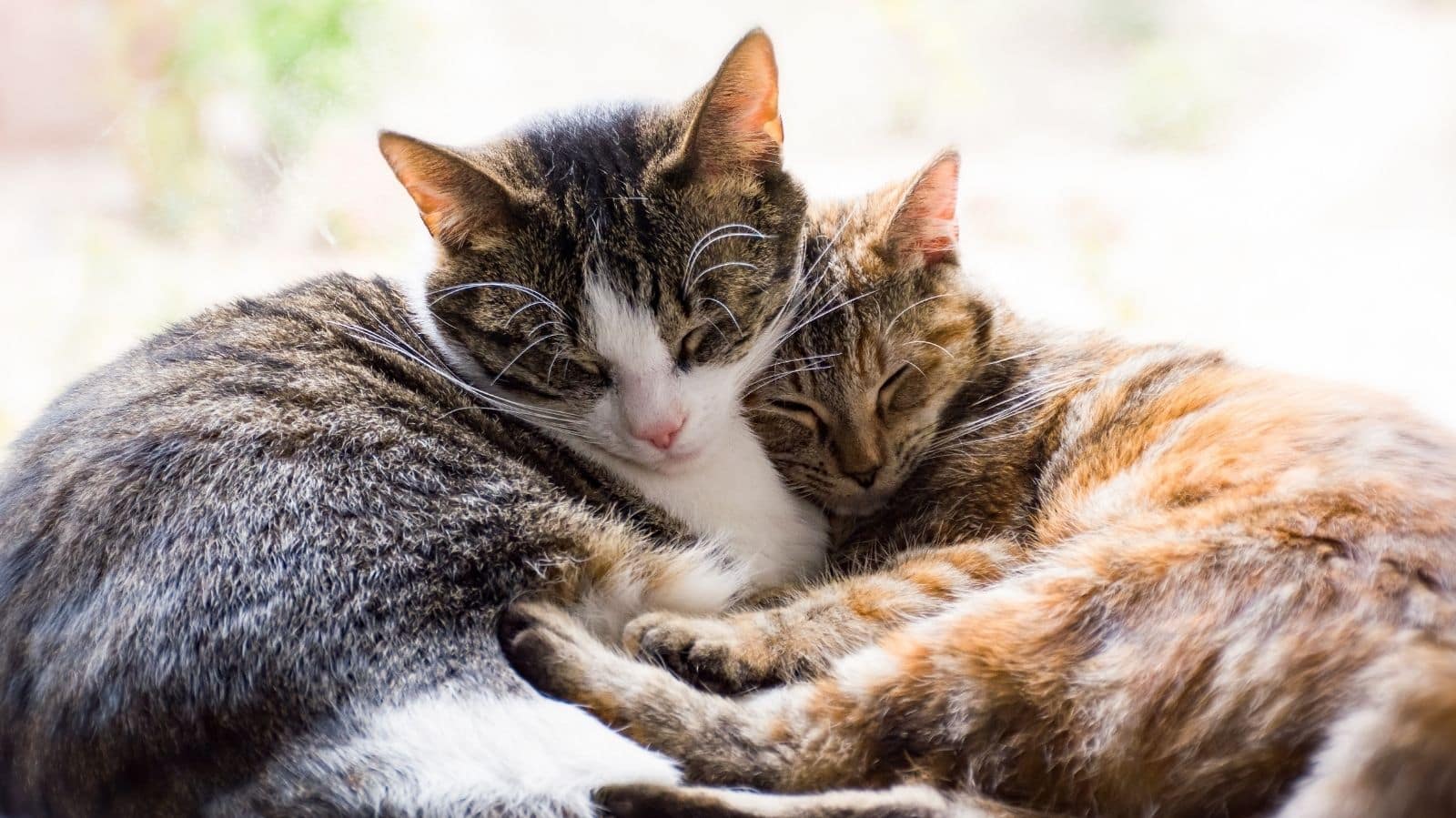 Gato com ansiedade: quais são os sintomas e como ajudar o pet?