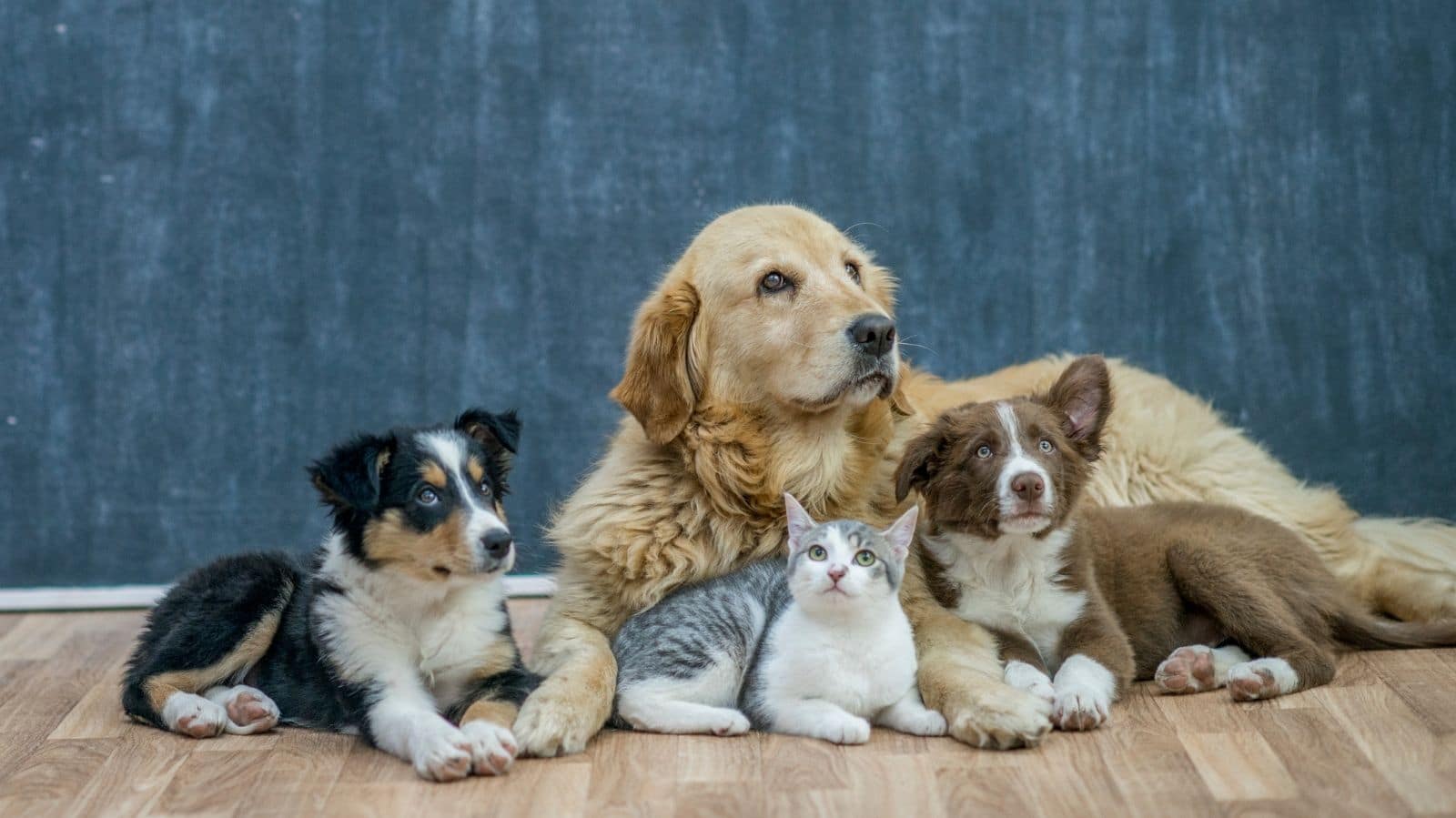Tratamentos para melhorar o bem-estar do pet