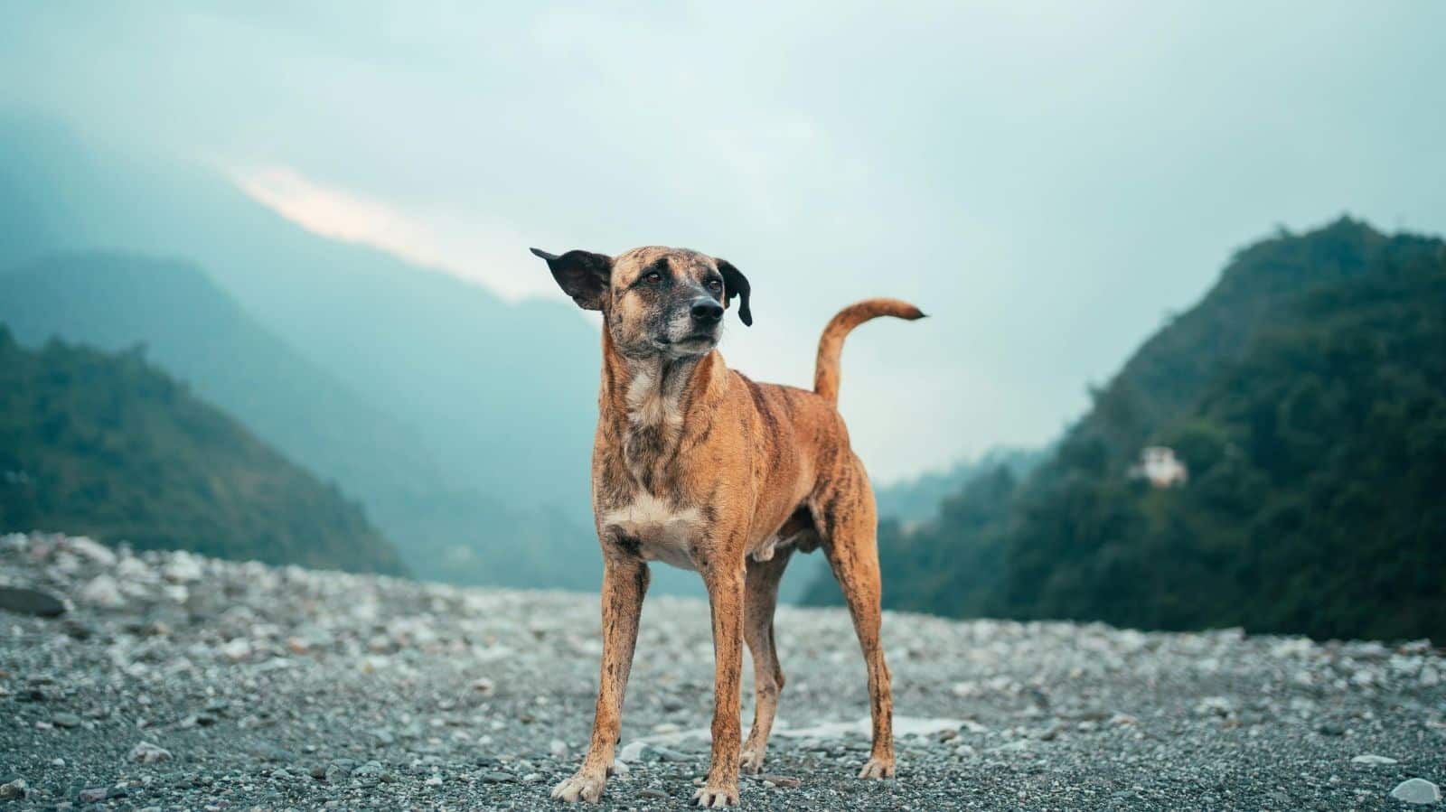 Cachorro emagrecendo: entenda possíveis causas e o que fazer