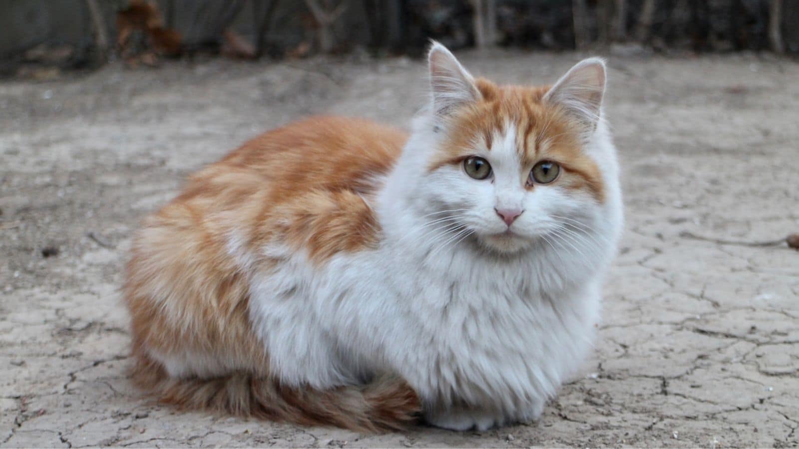 Prolapso retal em gatos: o que é e por que acontece?