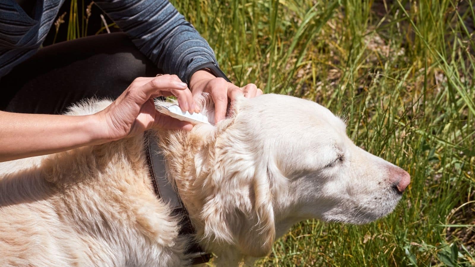 Como saber se o seu cachorro está com carrapato: sinais, riscos e o que fazer