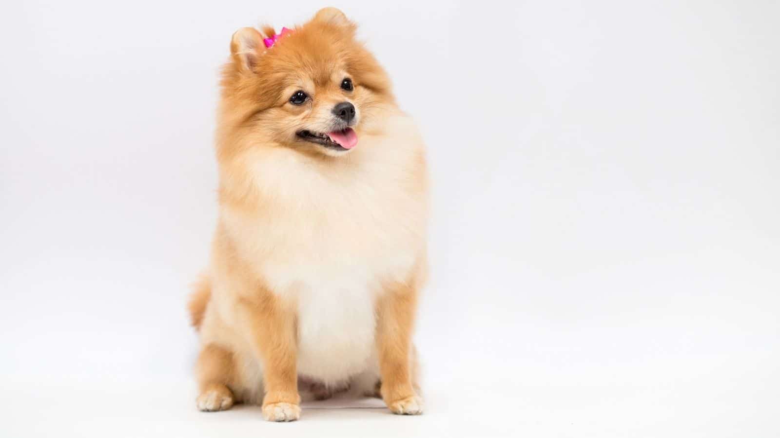 Entenda a melhor forma de cuidar de cães de pequeno porte