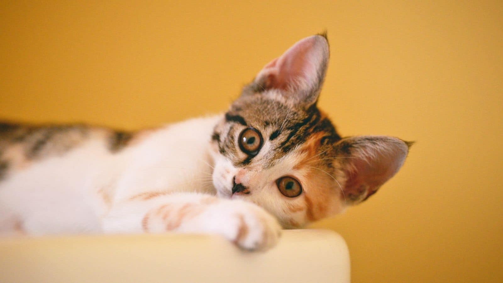 Cistite em gatos: saiba o que é, sintomas e como tratar com segurança