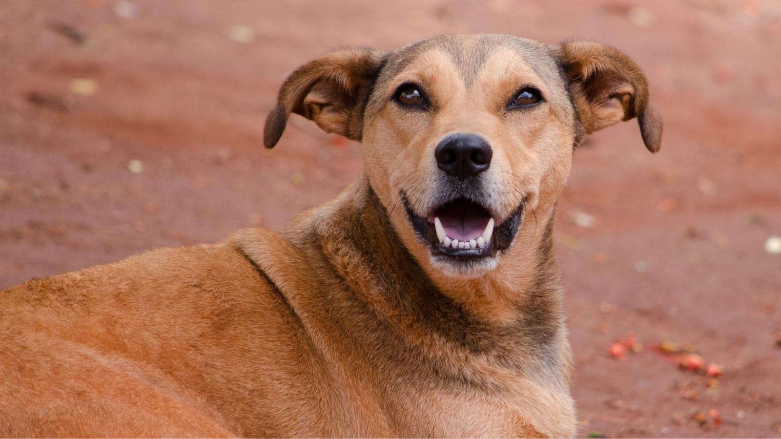 Malassezia canina: sintomas e como tratar de forma eficaz