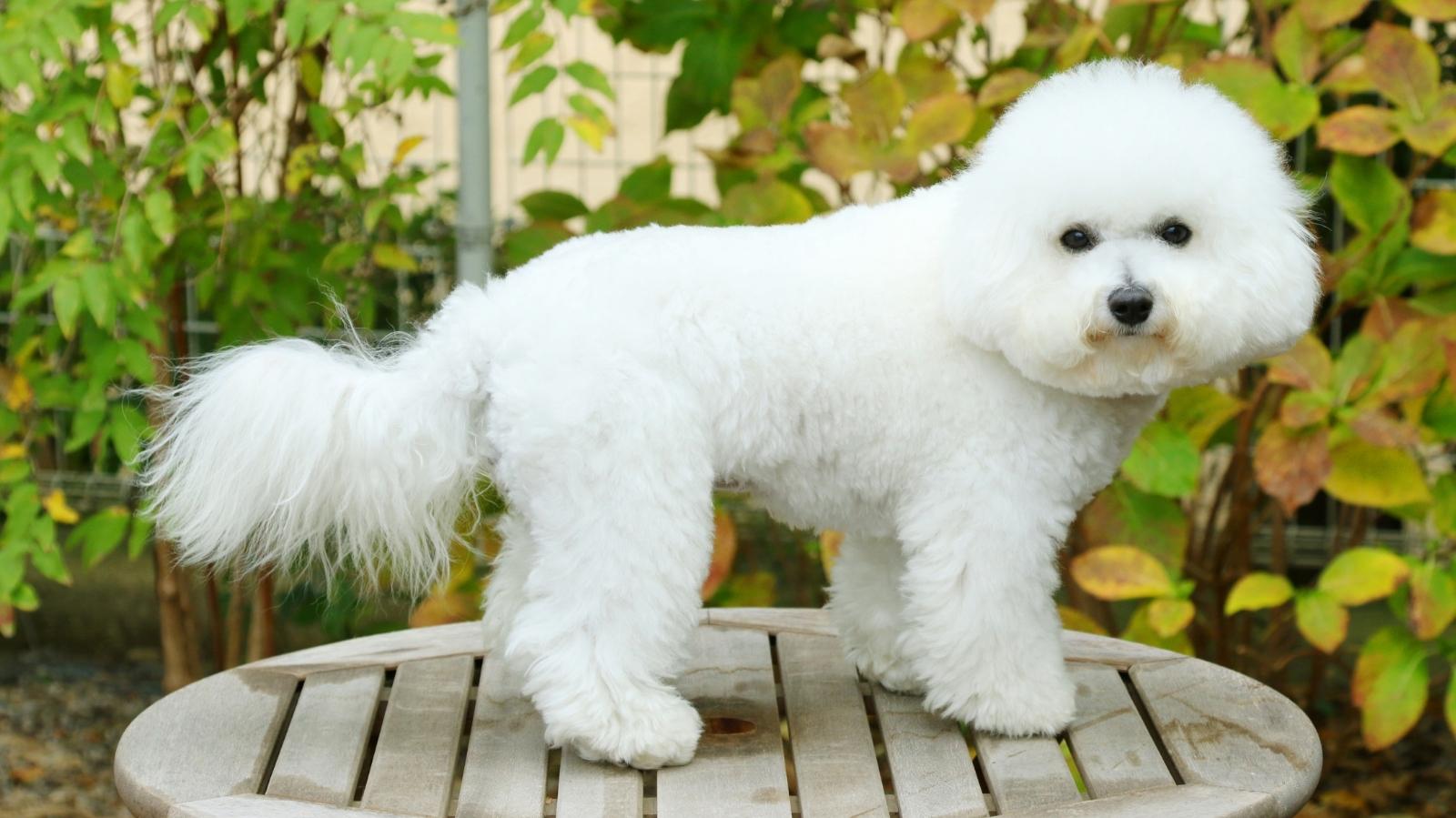 Bichon Frisé: saiba tudo sobre essa raça encantadora