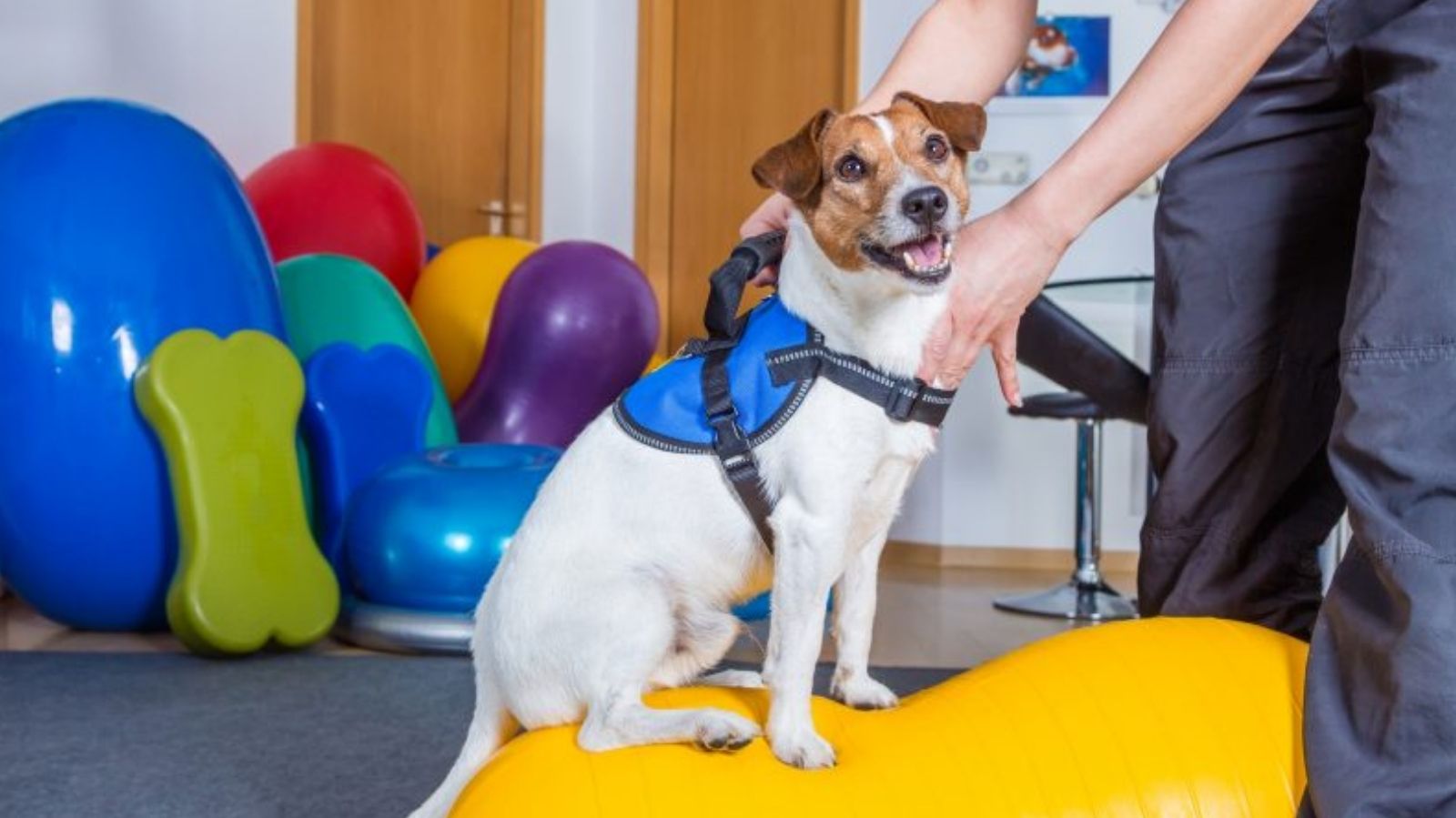 Fisio Care Pet: Referência em Fisioterapia Veterinária em Itumbiara-GO