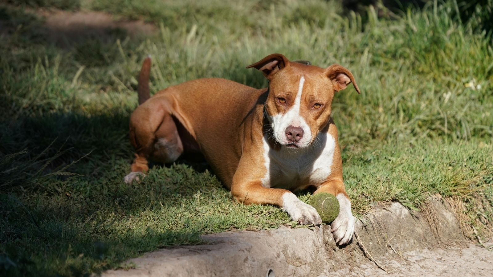 Descubra como Tratar seu Pitbull com Displasia Coxofemoral