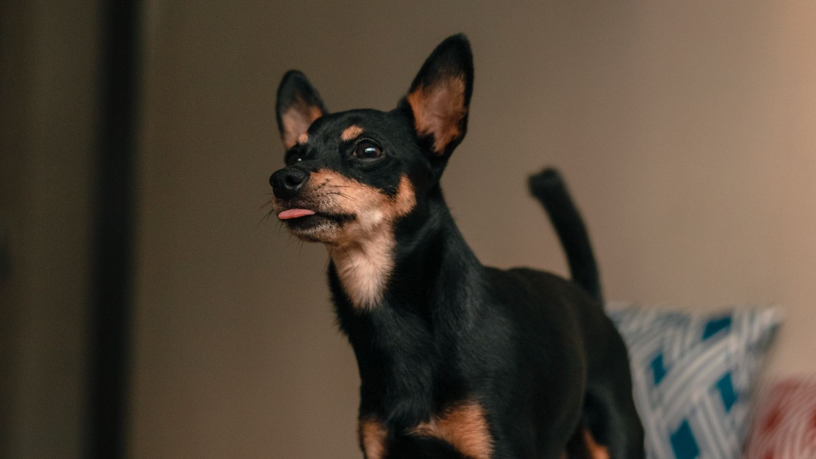 Pinscher com Epilepsia: Saiba como a Fisioterapia Ajuda na Recuperação