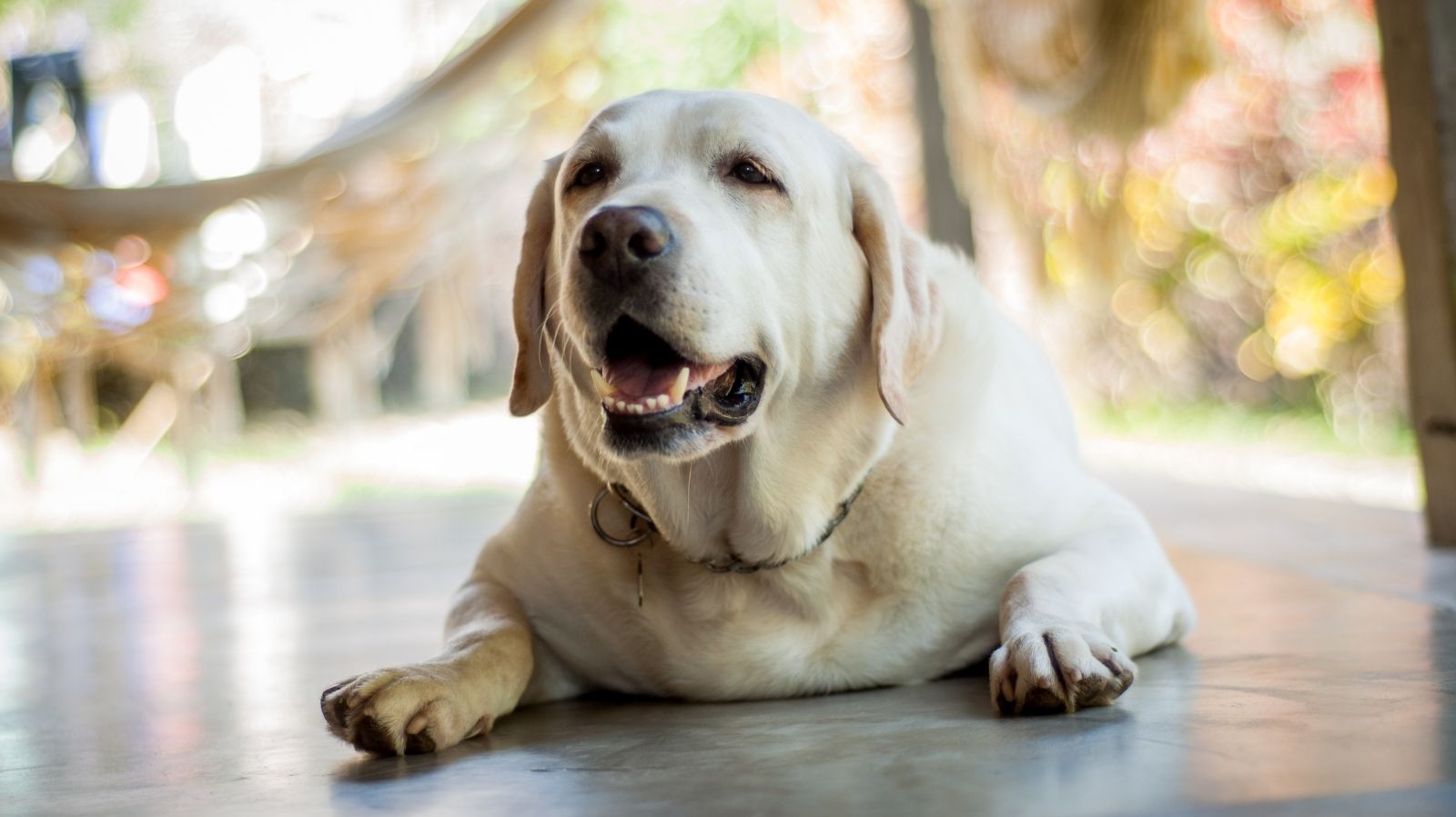 A Importância da Fisioterapia para Cachorros Obesos: Prevenção e Recuperação