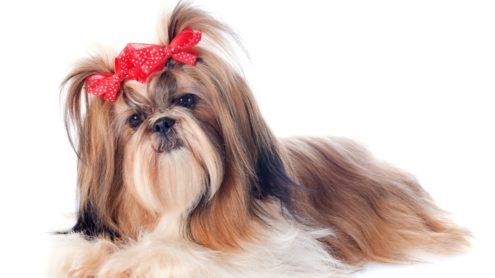 Shih Tzu: dicas para manter o bem-estar