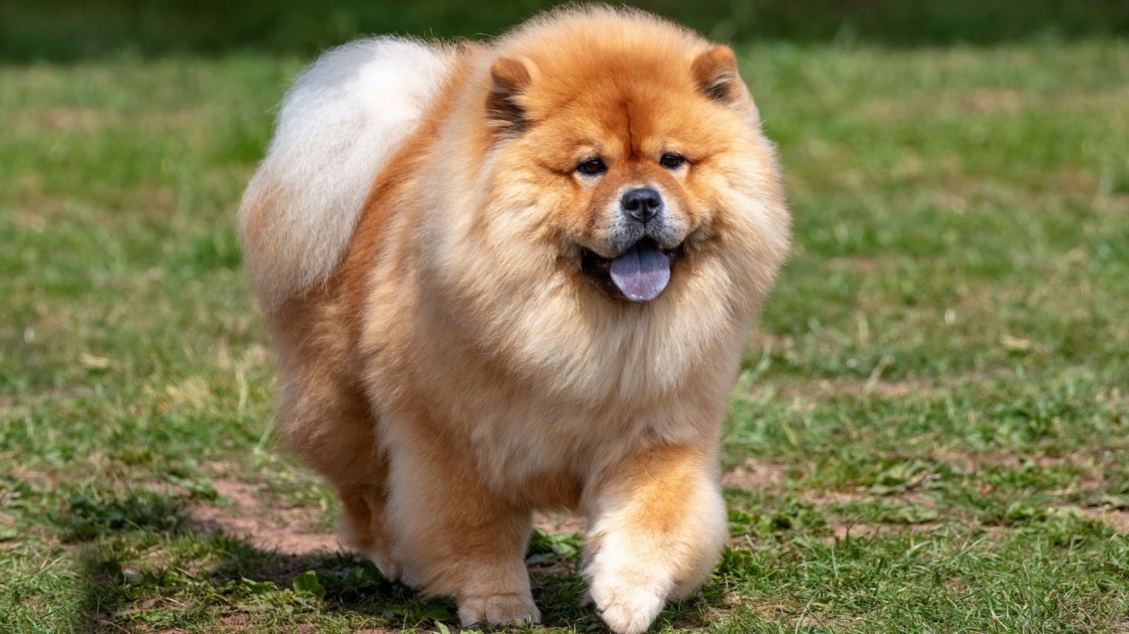 Tratamentos para Paralisia Flácida em Cães: Como a Reabilitação Animal Pode Ajudar