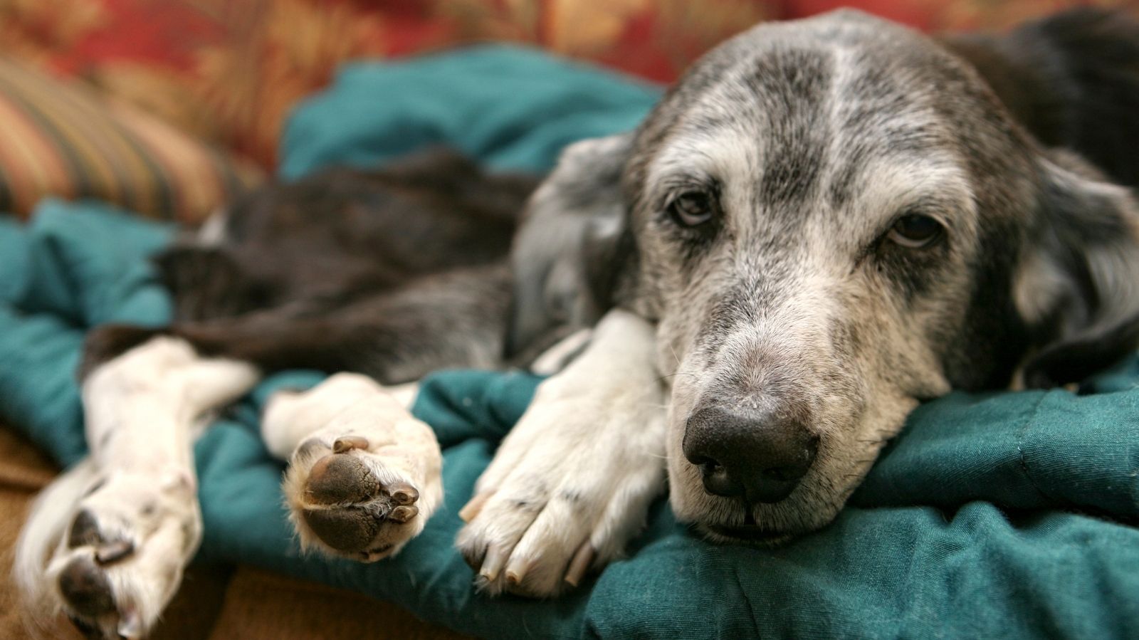 Reabilitação para Cães com Subluxação Atlantoaxial: Estratégias Eficazes