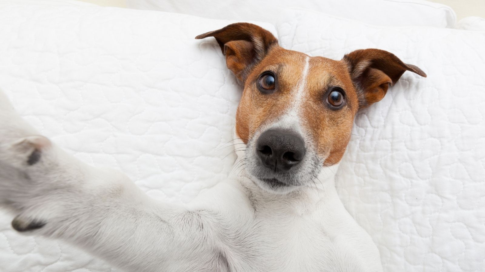 Acupuntura e Fisioterapia Animal em Atibaia - SP