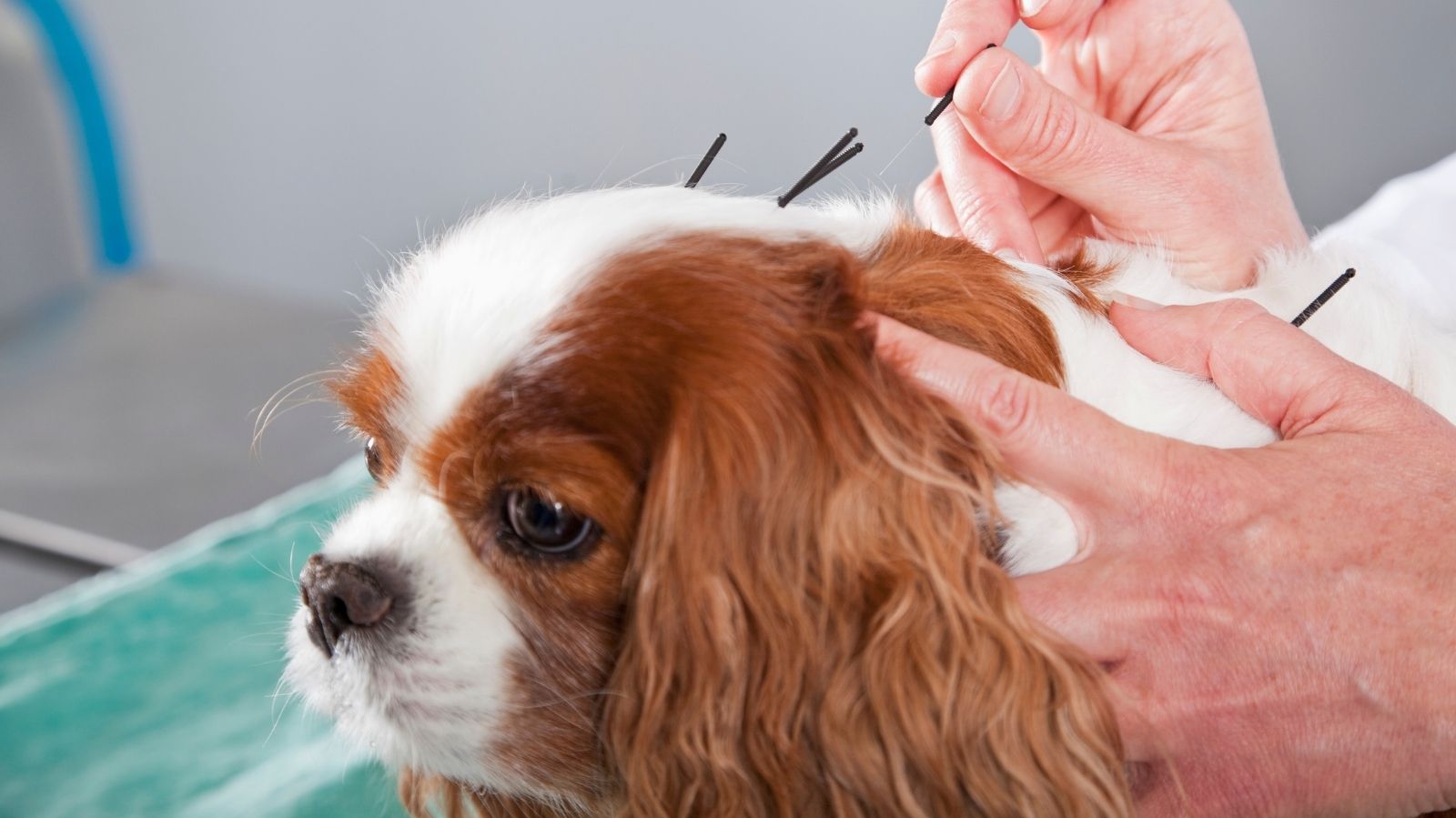 Acupuntura Veterinária: Respondendo as Dúvidas Mais Comuns dos Tutores