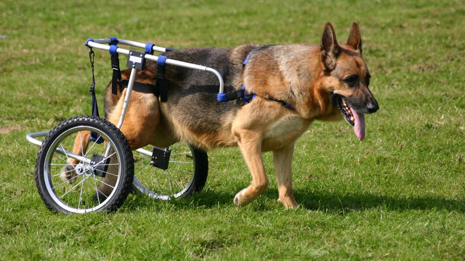 Cães Cadeirantes: Entenda Como a Fisioterapia Pode Ajudar