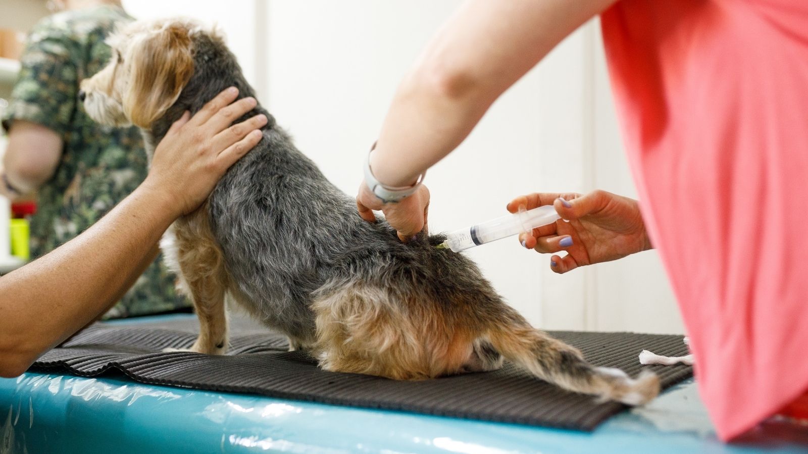 Ozonioterapia em Cães: Descubra como esse Tratamento Melhora a Saúde Canina