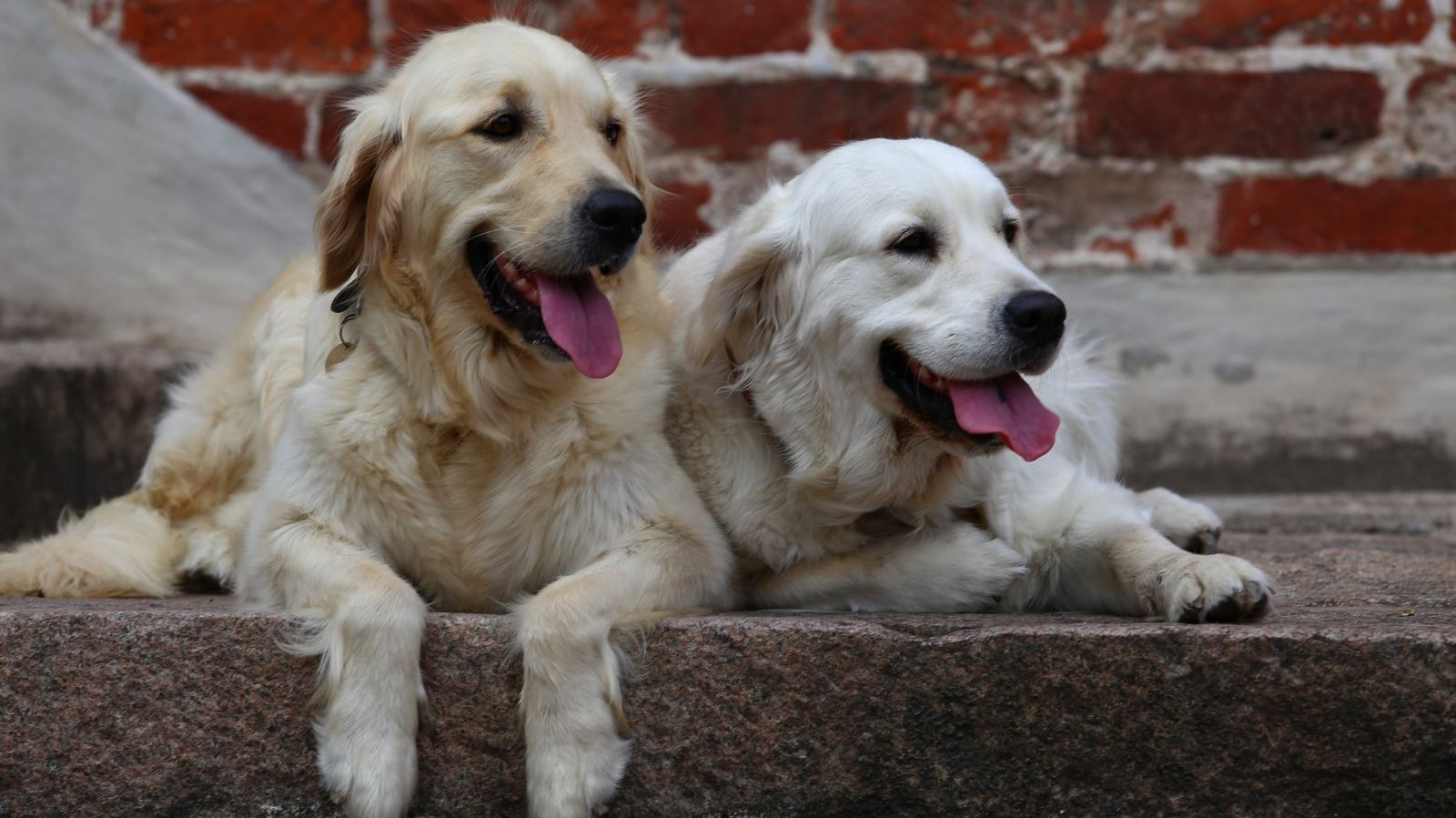 Entenda o Que é Coccidiose em Cães: Sintomas e Tratamento