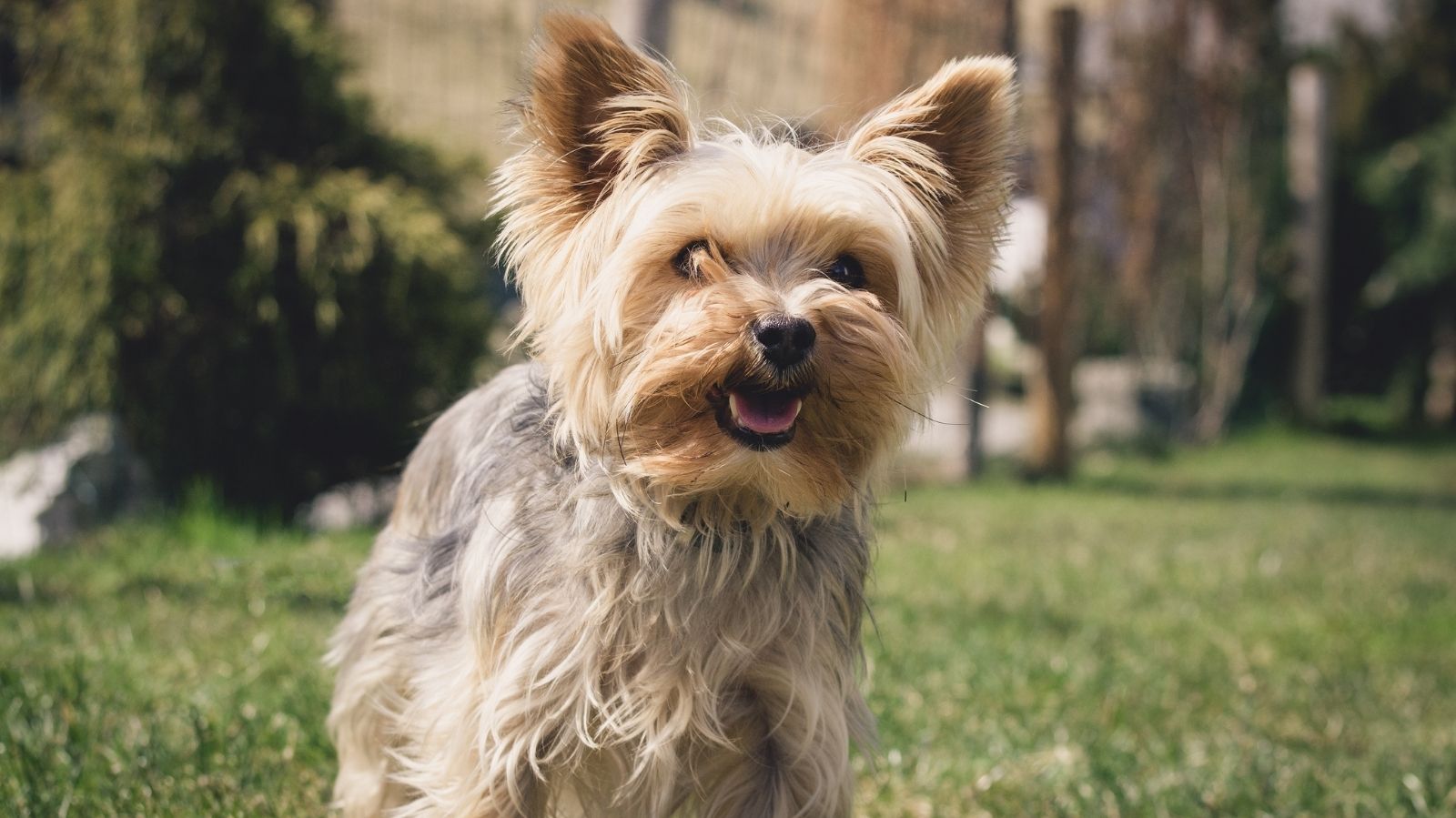 Cachorro com Parvovirose: Como Evitar essa Doença