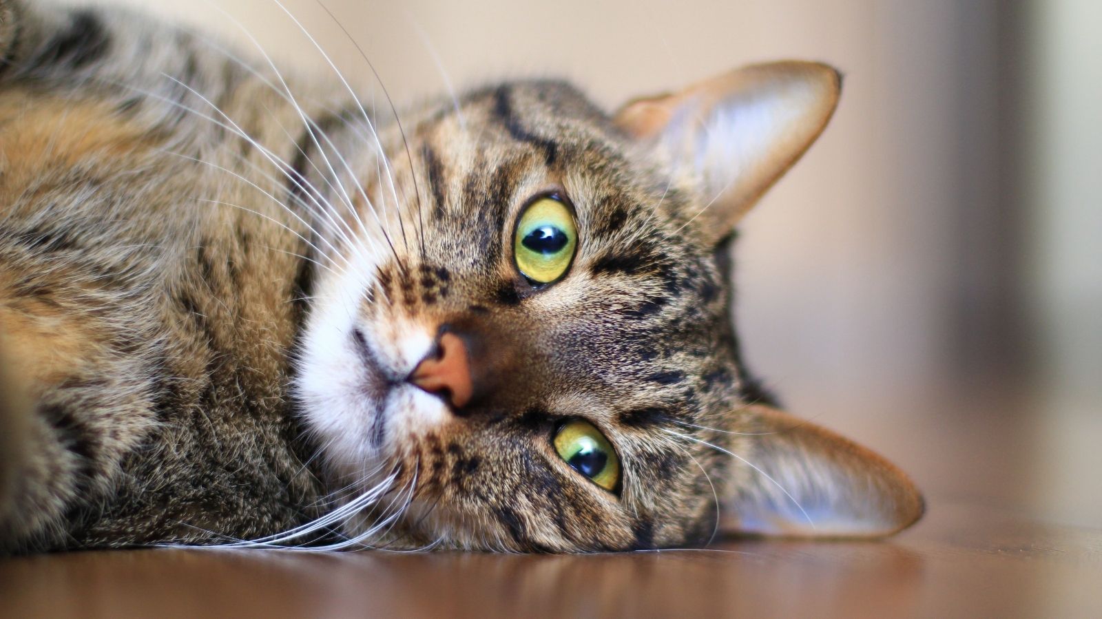 Linfoma em gatos: o que é, sintomas e tratamento