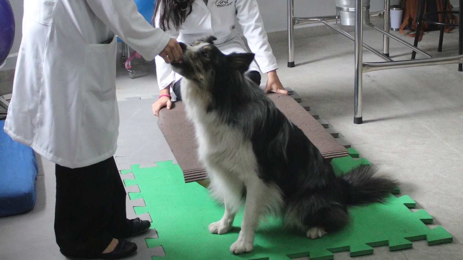 Fisioterapia Animal na Chácara Inglesa - SP