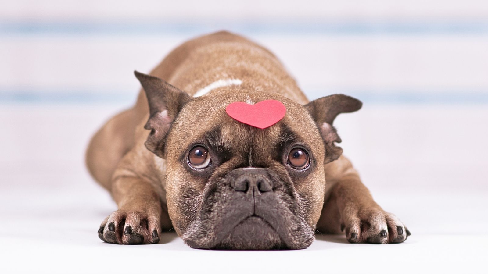 Como Prevenir Infarto no Seu Cachorro com Tratamentos Fisiátricos