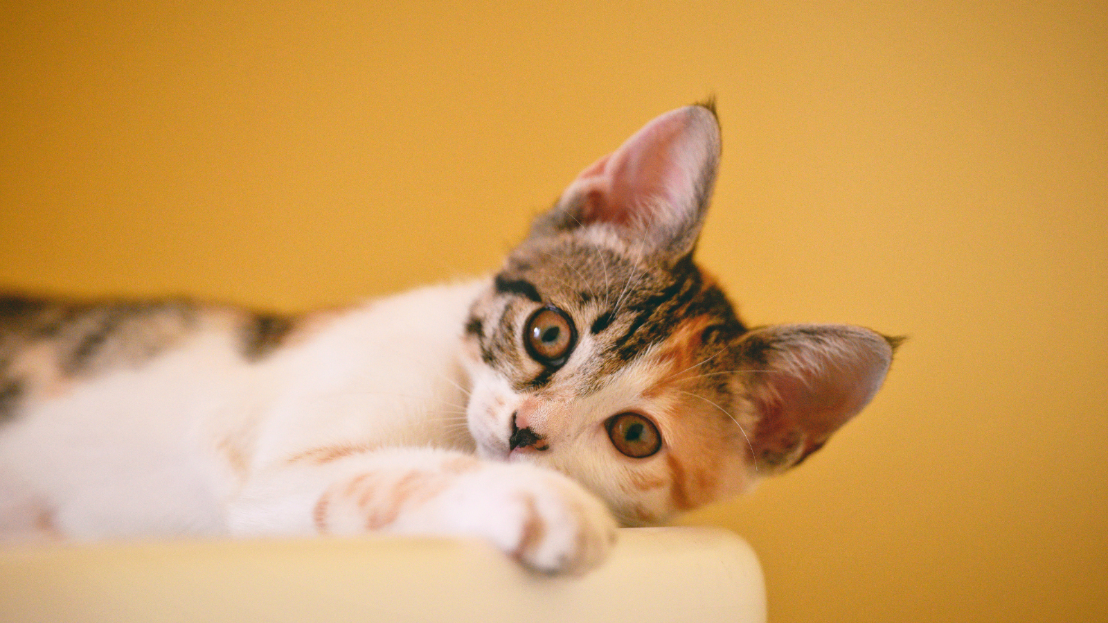FELV em gatos: prevenção e cuidados