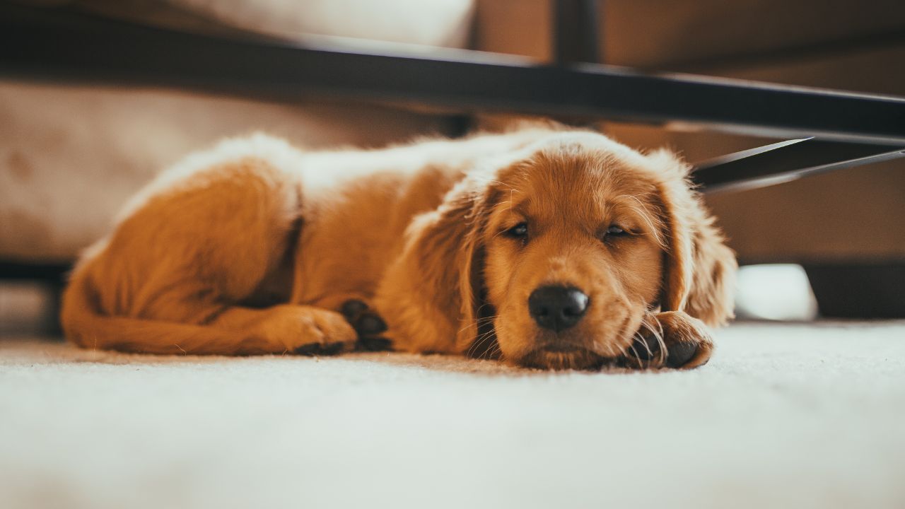 Câncer de próstata em cachorro: saiba como identificar os sintomas