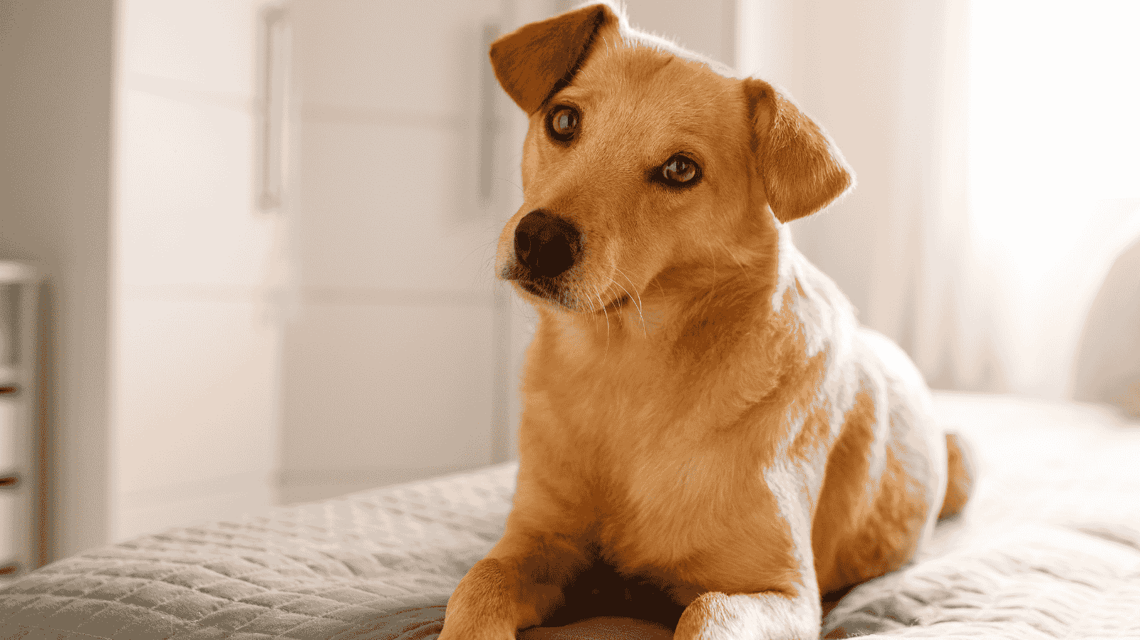 Hemorragia interna em cachorro: o que é, sintomas e cuidados
