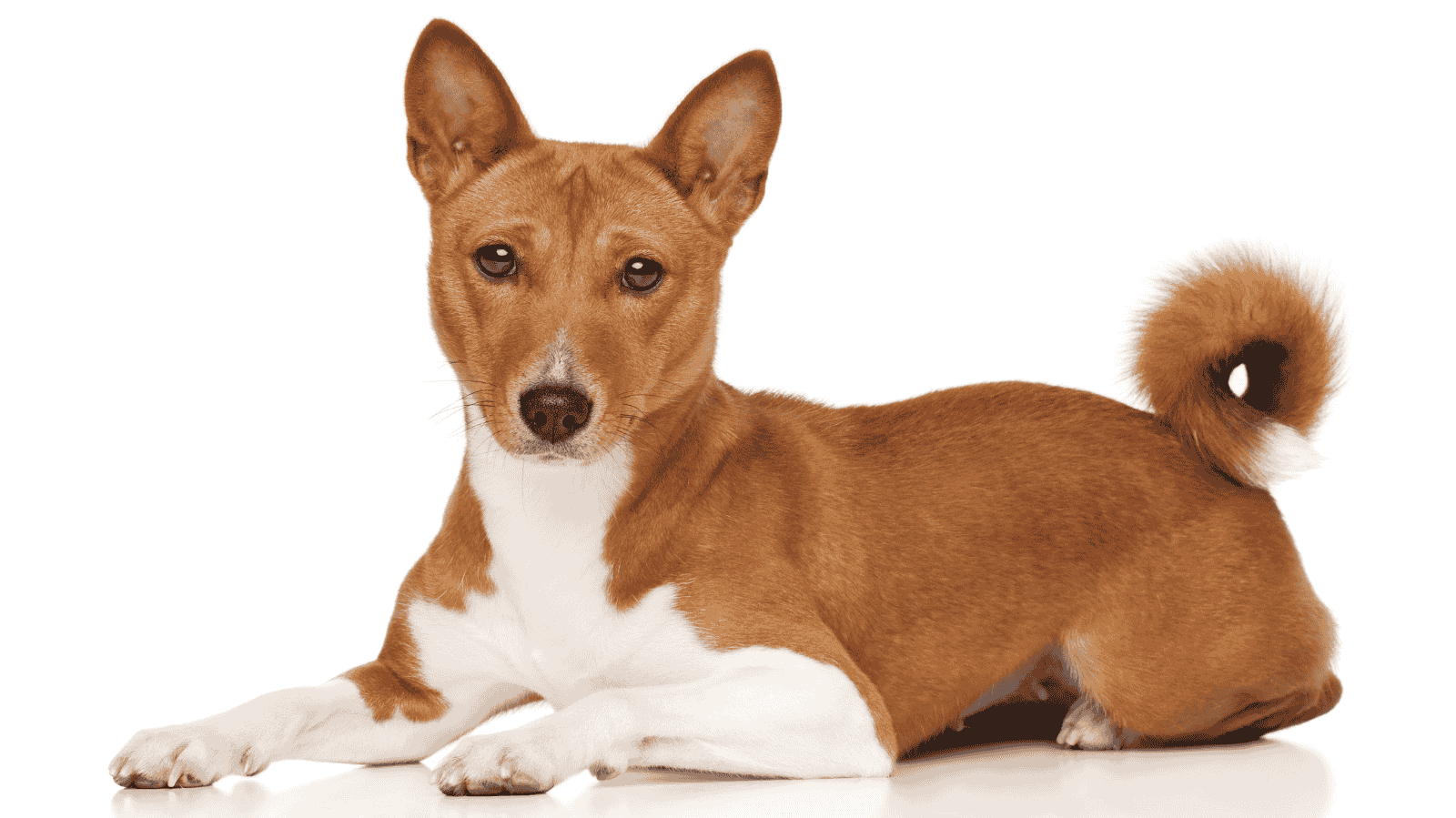 Hiperadrenocorticismo em cães: sintomas e diagnóstico
