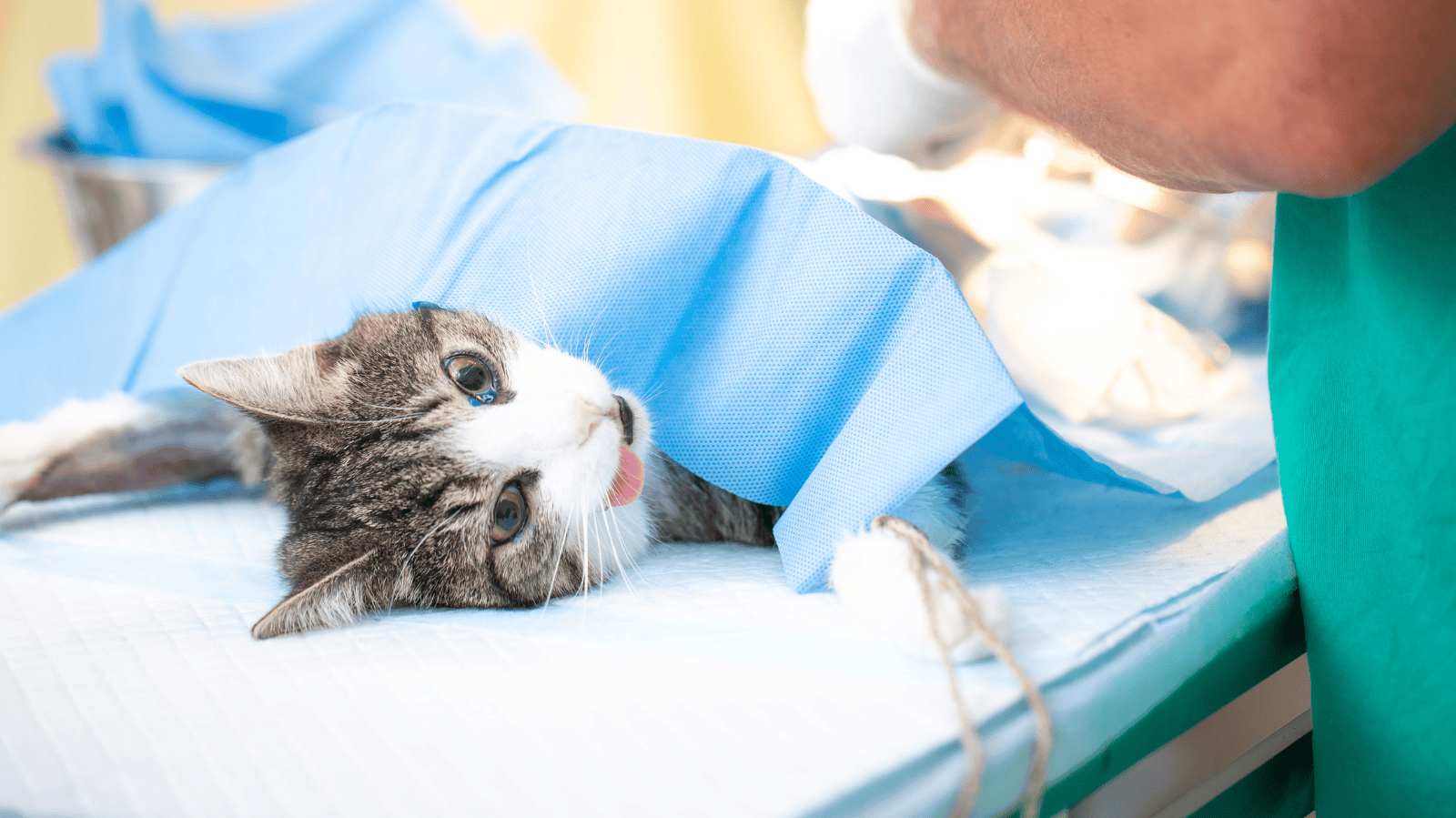 Castração em gatos: entenda o procedimento, benefícios e cuidados