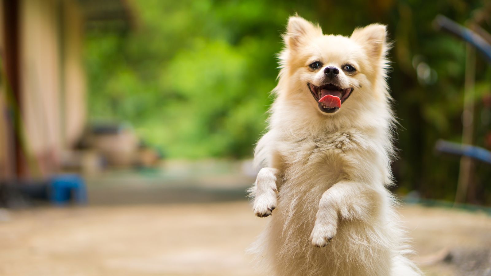 Saiba quantos dias dura o cio de uma cachorra