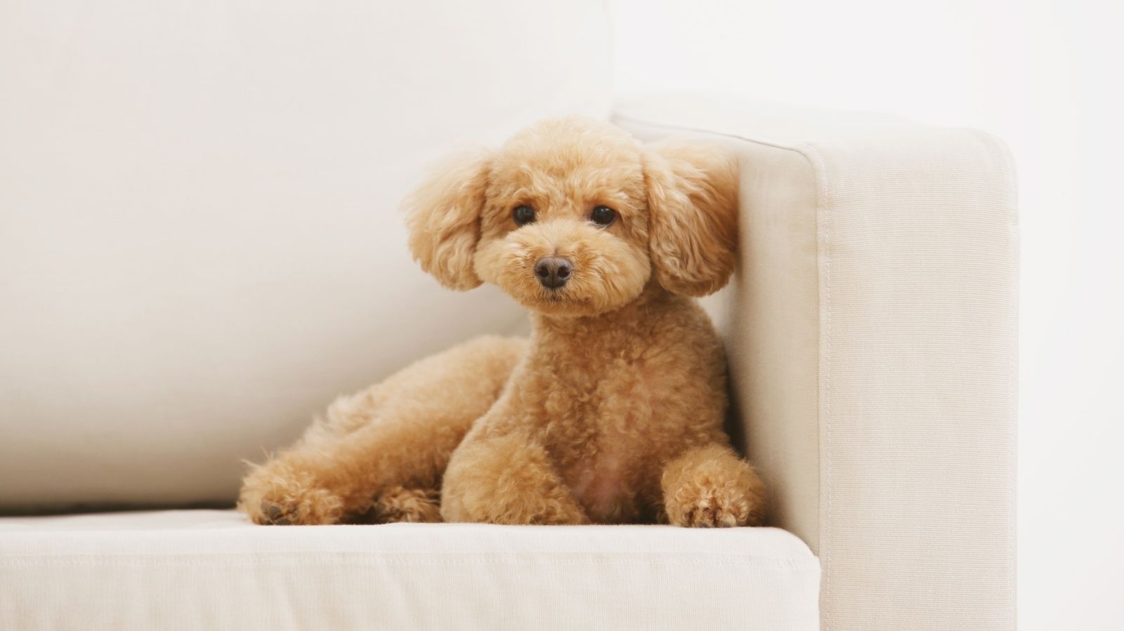 Fisioterapia para Poodle: confira os benefícios desse tratamento