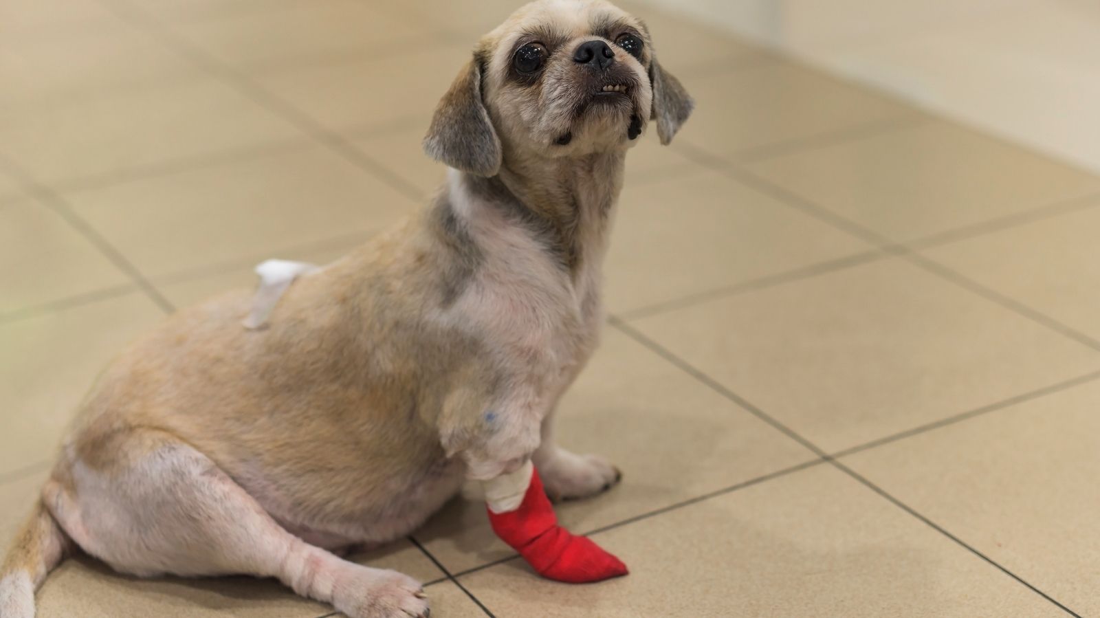 Cachorro com lesão: saiba como o tratamento de acupuntura ajuda a tratar