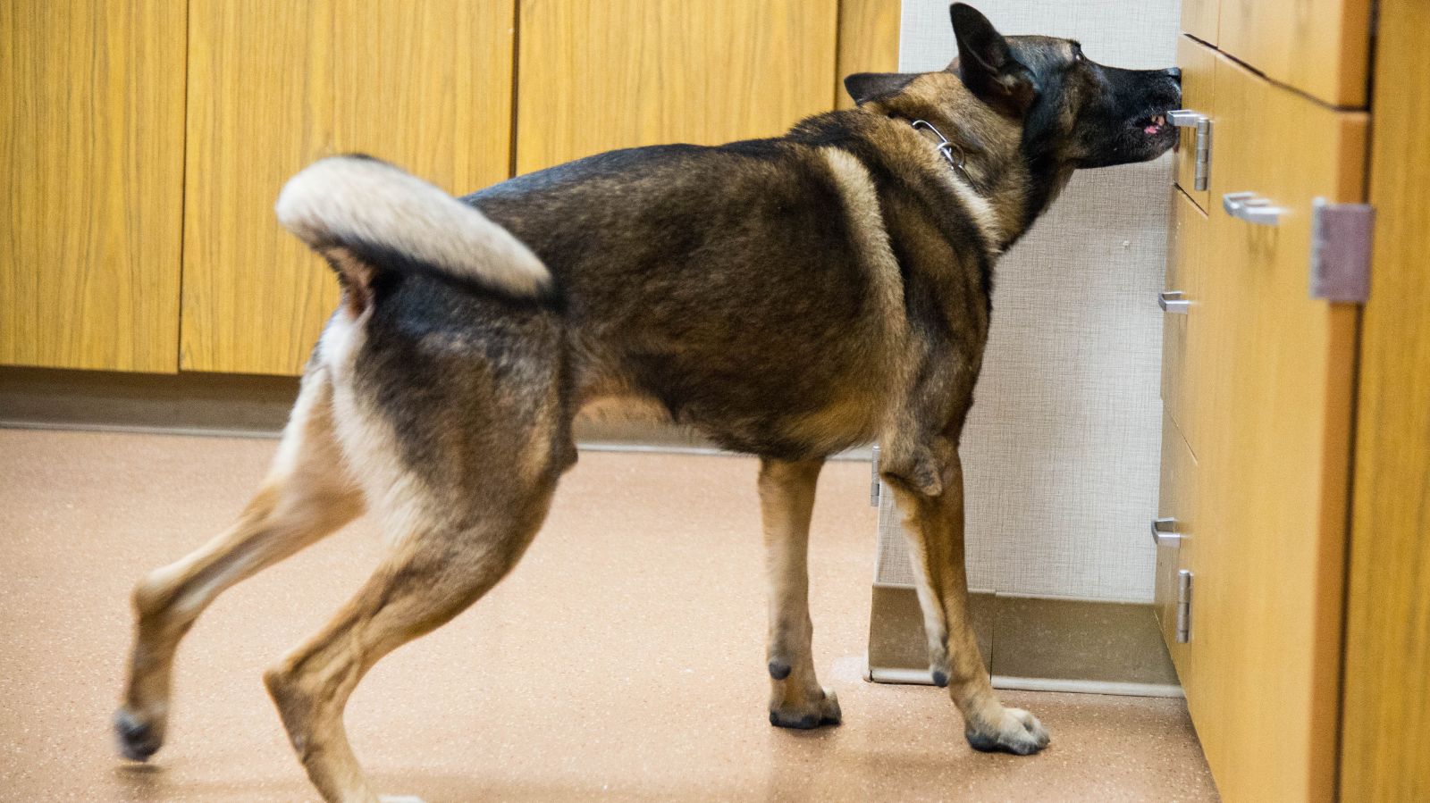 Cachorro cururu: entenda a doença e como proporcionar bem-estar para o pet