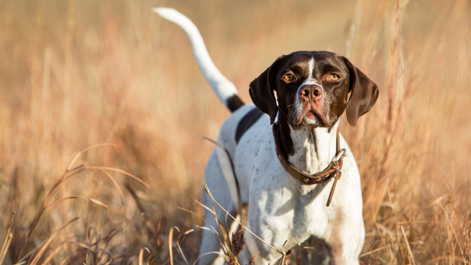 Cachorro Perdigueiro: descubra tudo sobre essa raça afetuosa