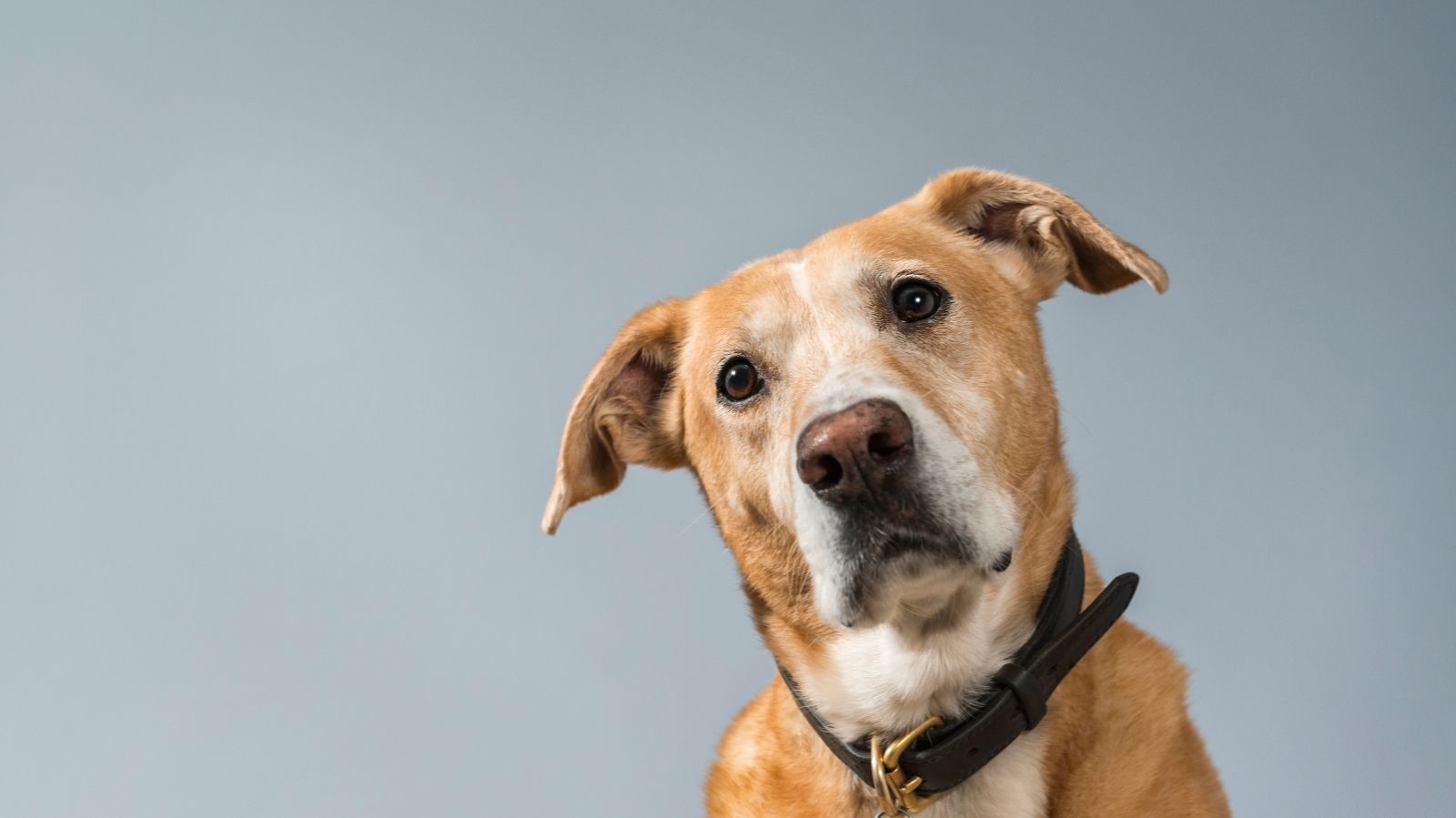 Caroço em cachorro: o que pode ser?