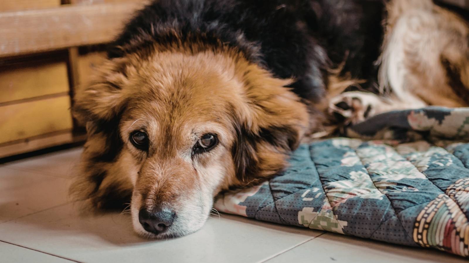 Cachorro idoso: saiba como identificar os primeiros sinais de envelhecimento