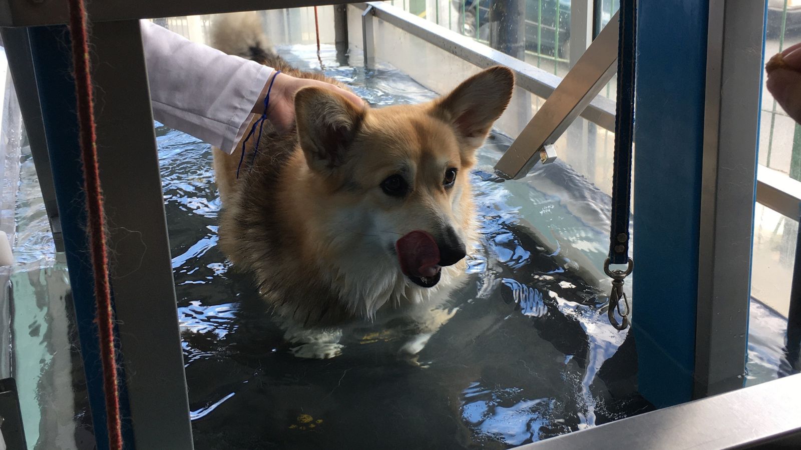 Exercício de esteira para cachorro: saiba os benefícios