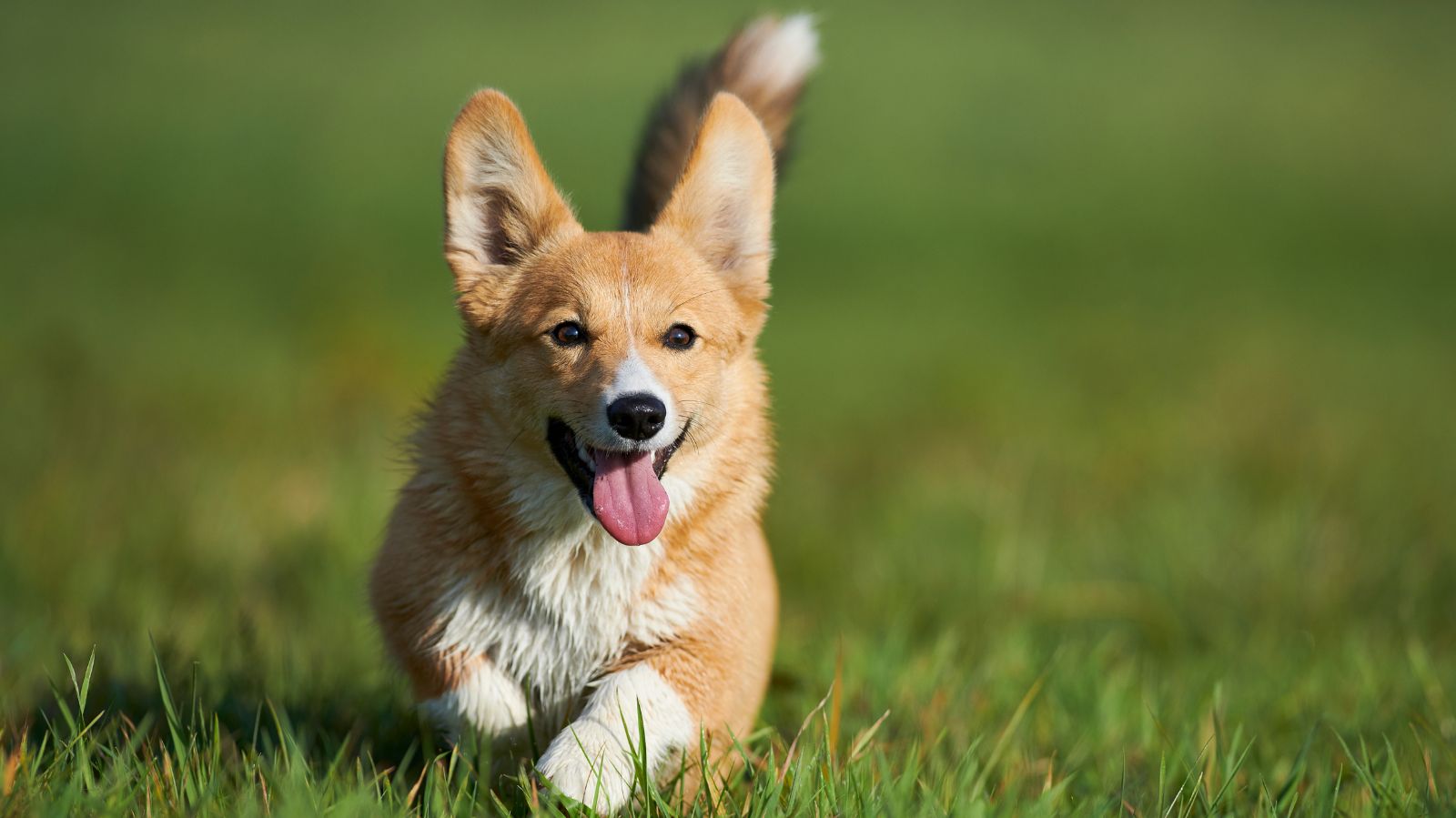 Cachorro Corgi: característica dessa raça tão simpática