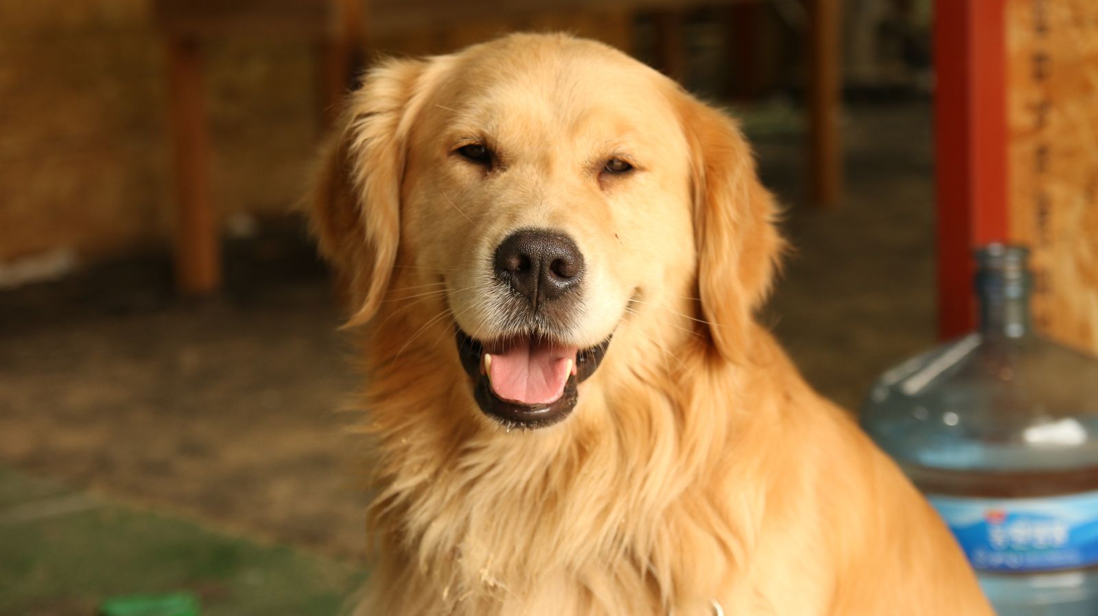 Hepatopatia em cachorro: a doença do fígado