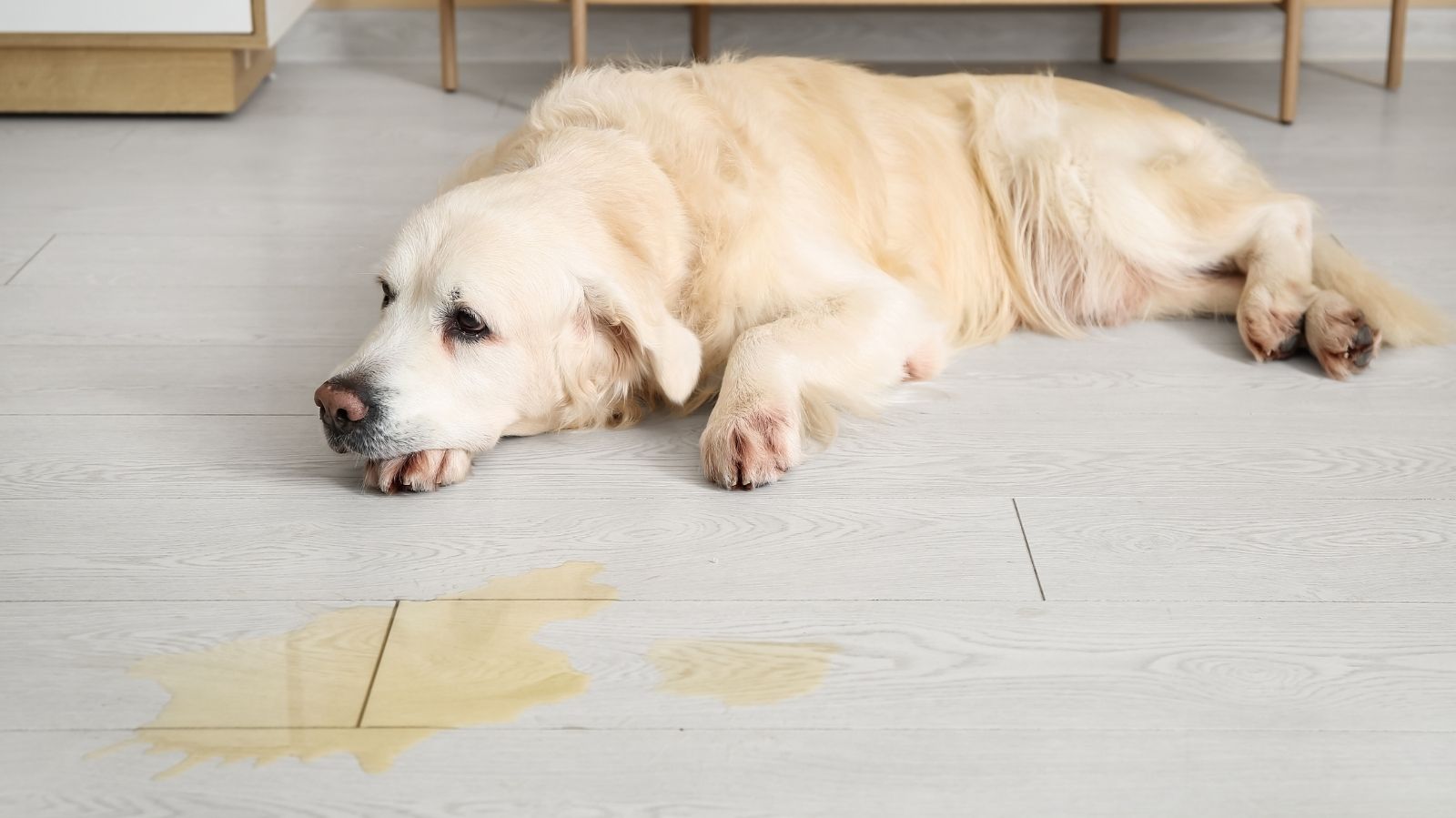 Infecção urinária em cachorro: saiba os sintomas